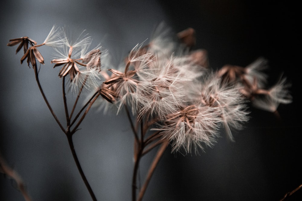 white dandelion in close up photography