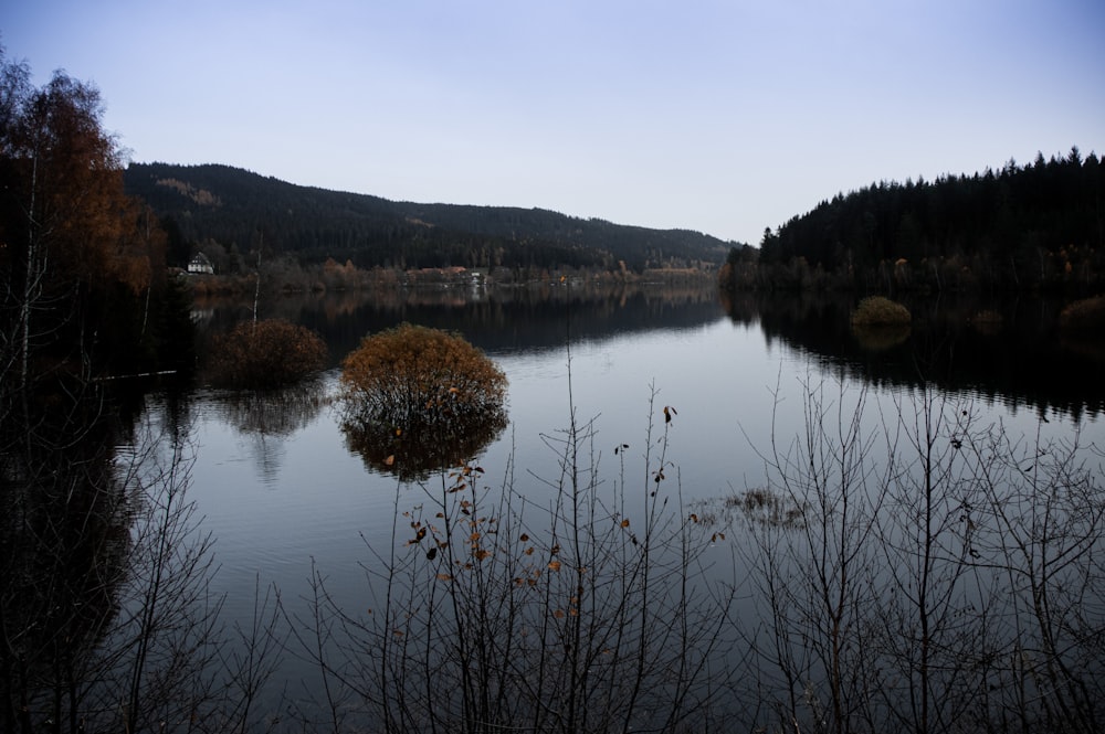 brown grass on lake during daytime