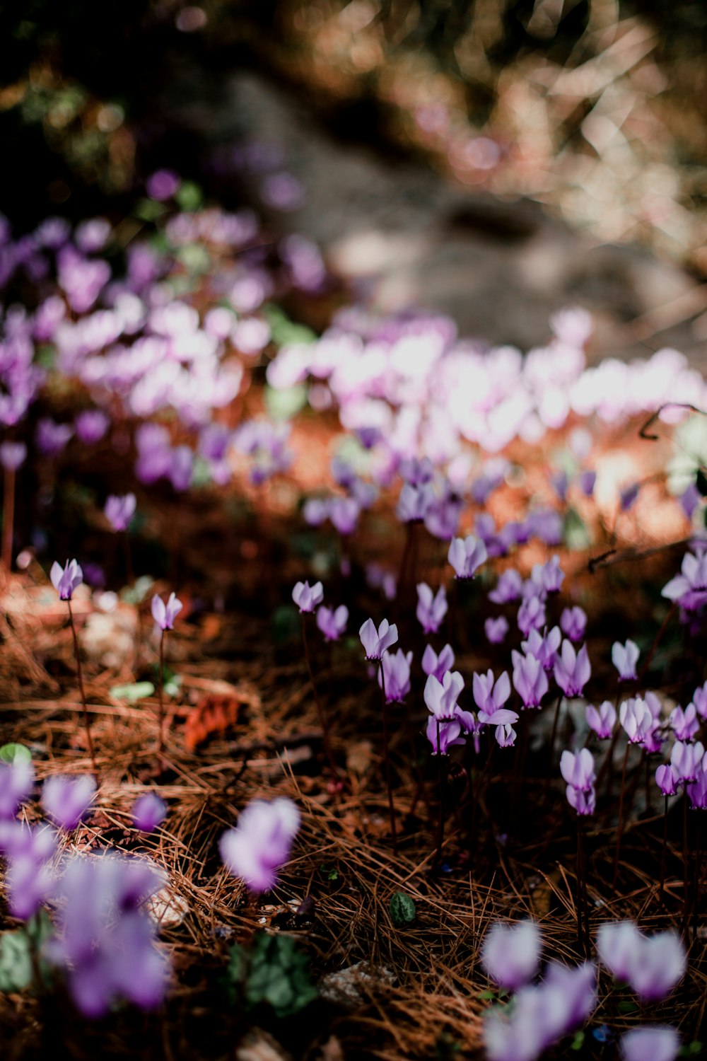 purple flowers with green leaves