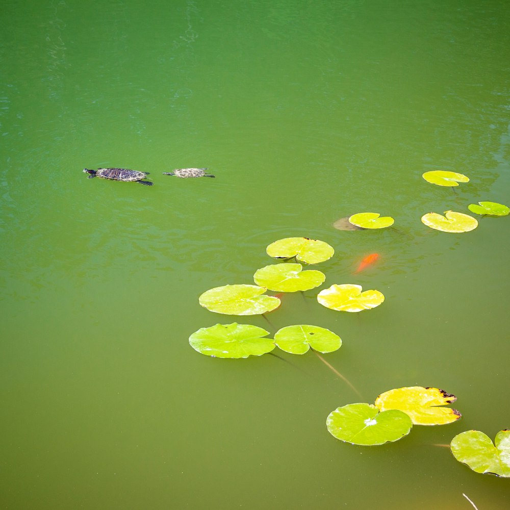 green water lilies on water