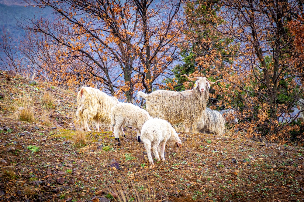 moutons blancs sur le champ d’herbe brune pendant la journée