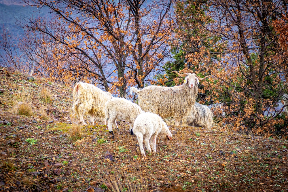 Ovejas blancas en un campo de hierba marrón durante el día