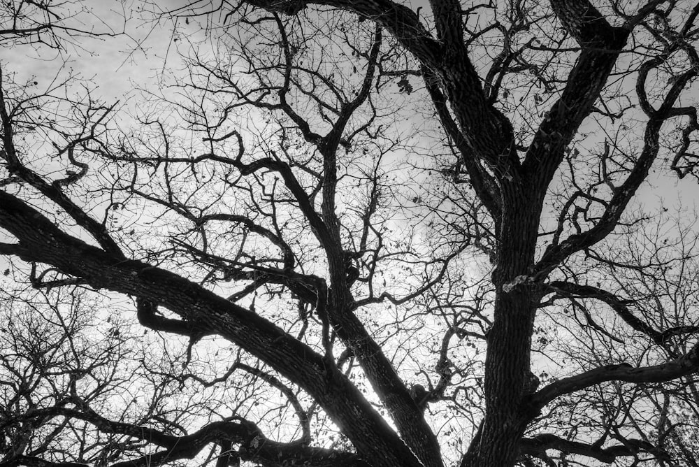 grayscale photo of leafless tree