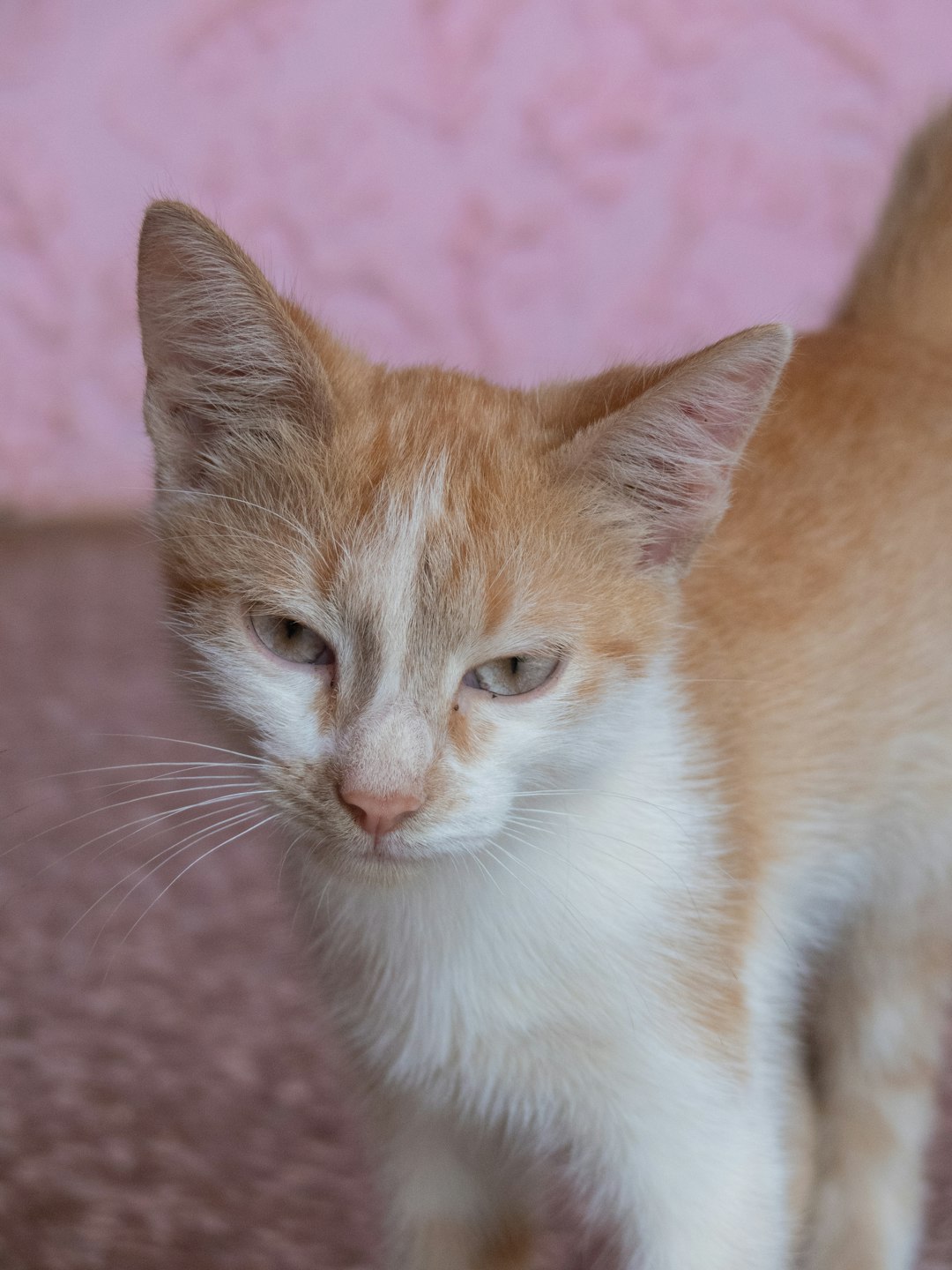 orange and white tabby cat