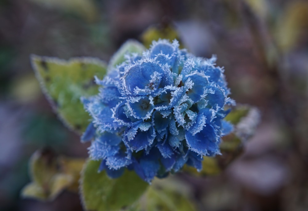 blue flower in macro shot