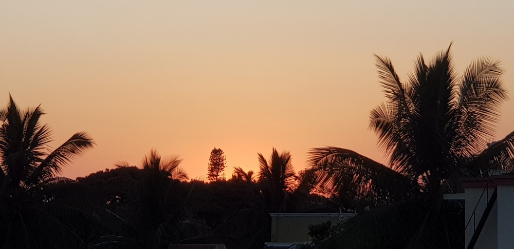 silhouette of palm trees during sunset