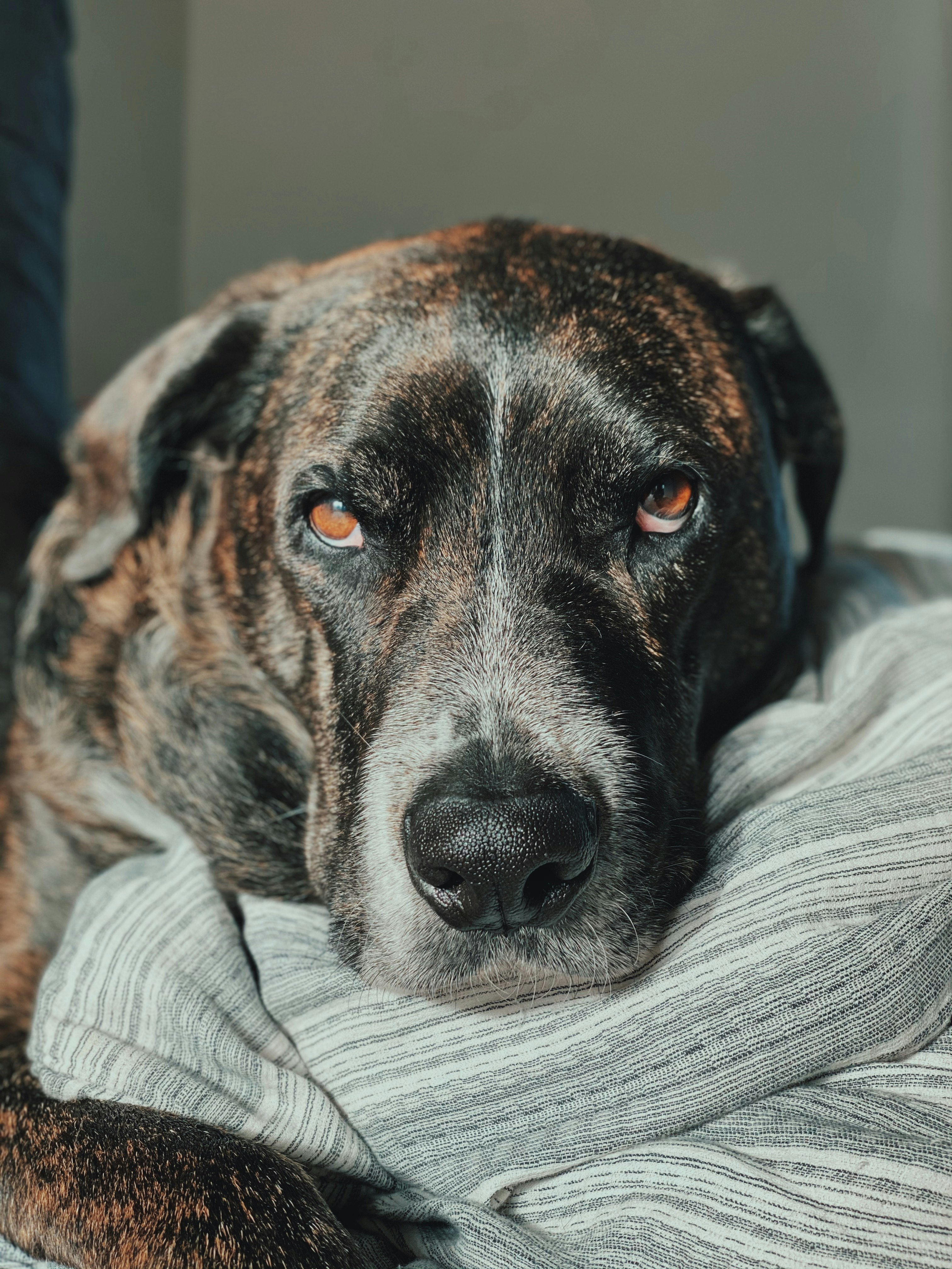 brown and black short coated dog lying on white textile