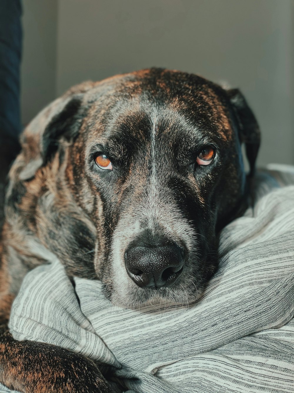 brown and black short coated dog lying on white textile