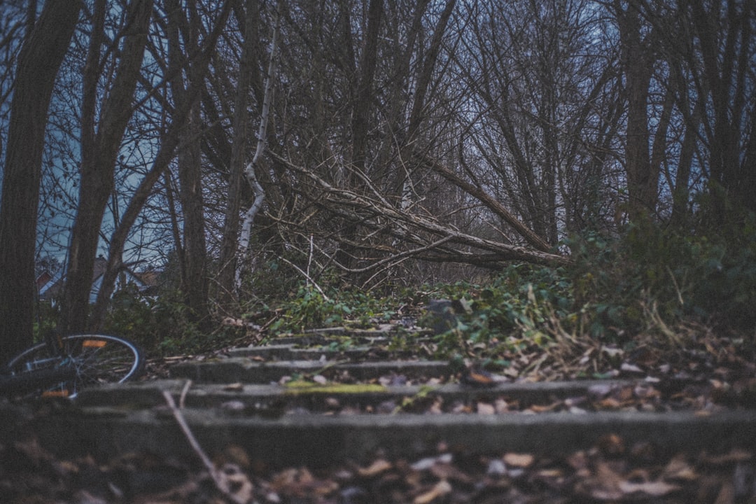 brown dried leaves on ground