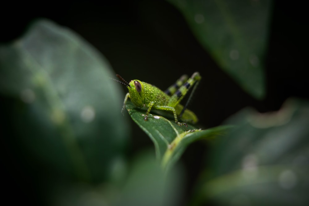 gafanhoto verde na folha verde na fotografia de perto durante o dia