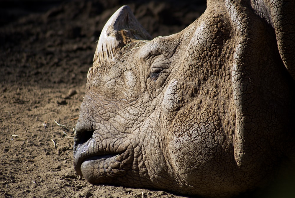 brown elephant lying on brown soil during daytime