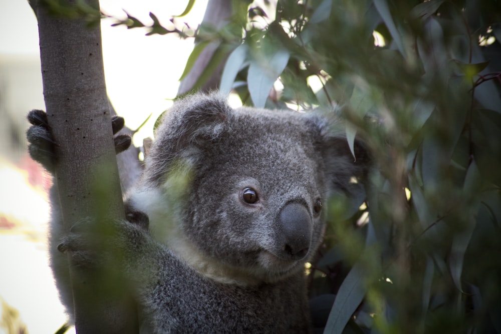 koala bear on tree during daytime