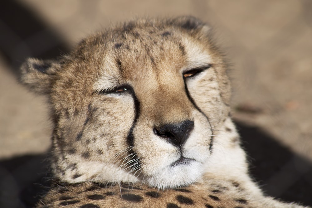 cheetah lying on brown ground during daytime
