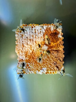 Several bees are gathered on a piece of honeycomb. The honeycomb has a mix of golden brown and white colors, indicating honey and wax. The texture of the honeycomb is rough and natural, and the bees are actively exploring its surface.