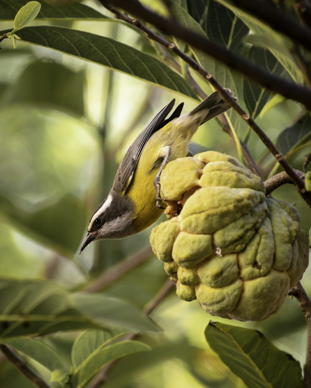 gelber und schwarzer Vogel auf grünen Früchten