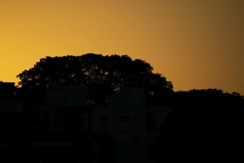 silhouette of trees during sunset