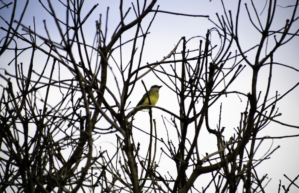 pájaro amarillo en la rama marrón del árbol durante el día