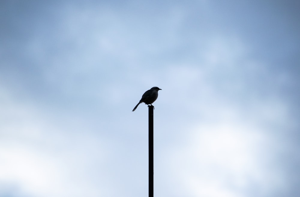 灰色の曇り空の下の黒い街灯に黒い鳥
