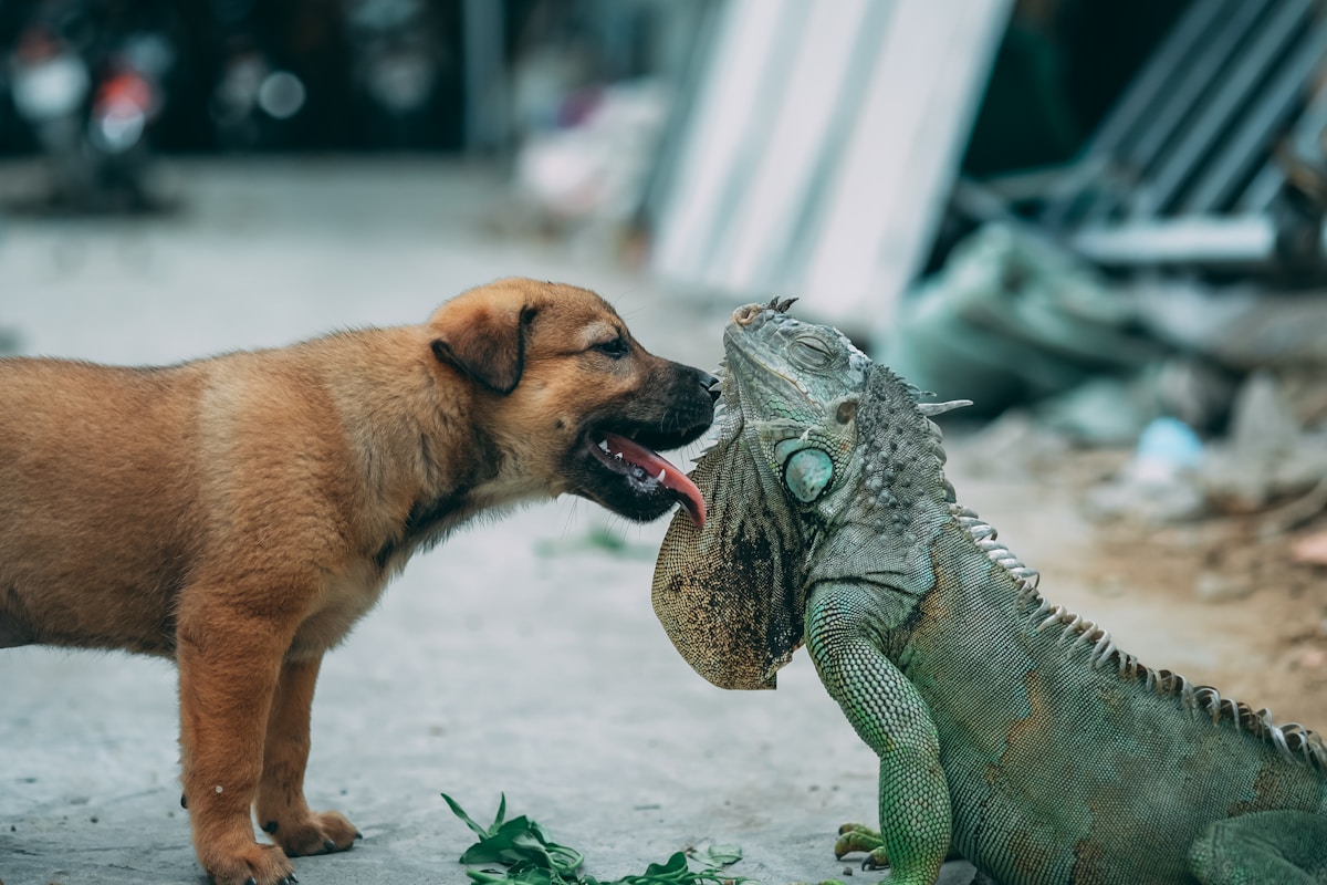 Comportamiento y lenguaje corporal del perro