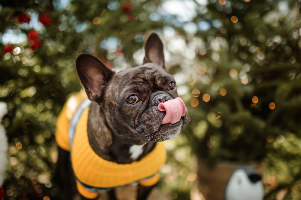 black french bulldog wearing orange and black scarf