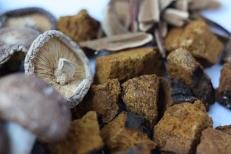 A close-up of various dried mushrooms and other fungi, displaying their textured surfaces and earthy tones. The focus is on the intricate gills of one mushroom and the rough surfaces of several brown, irregularly shaped chunks.