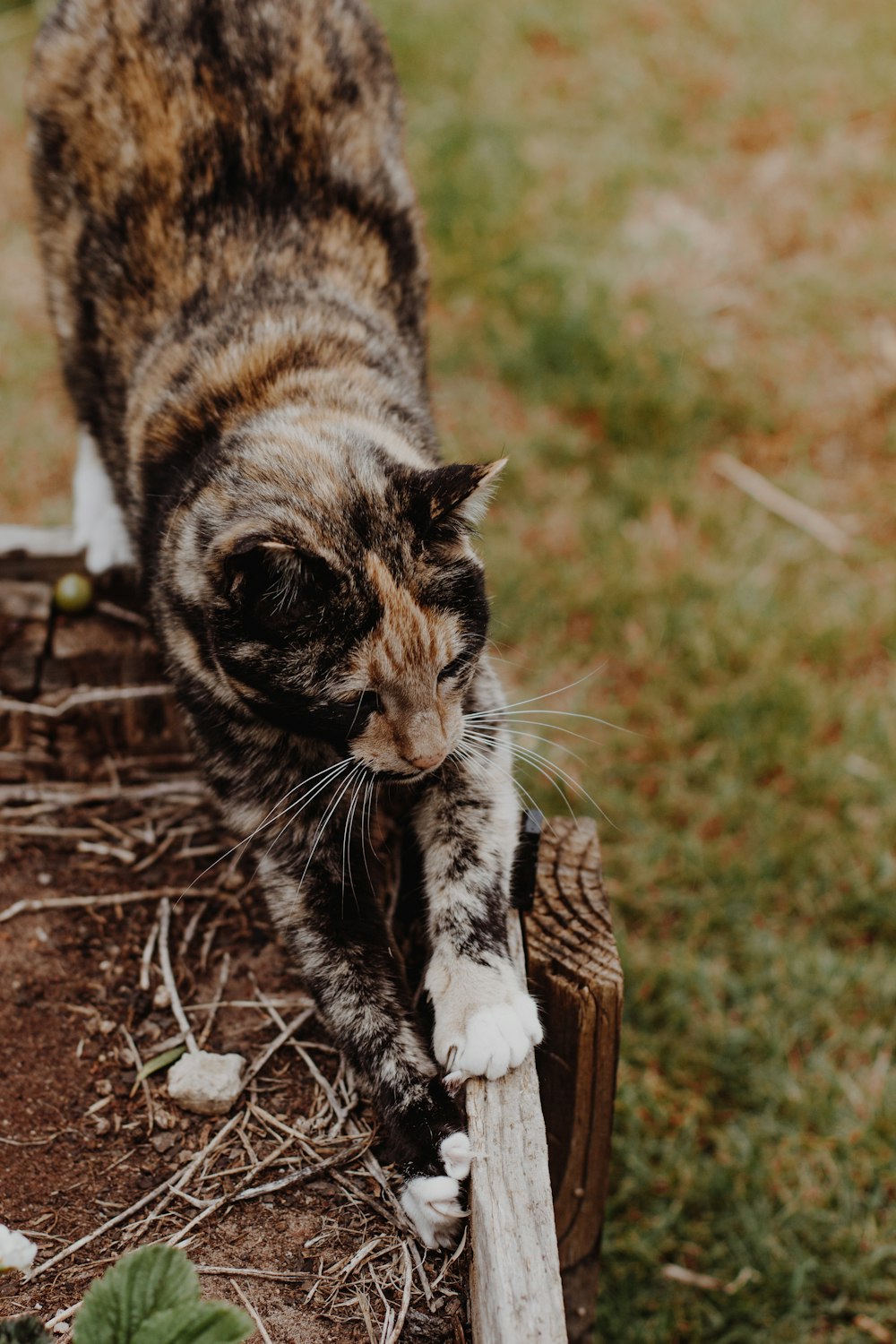 brown tabby cat on brown wooden seat