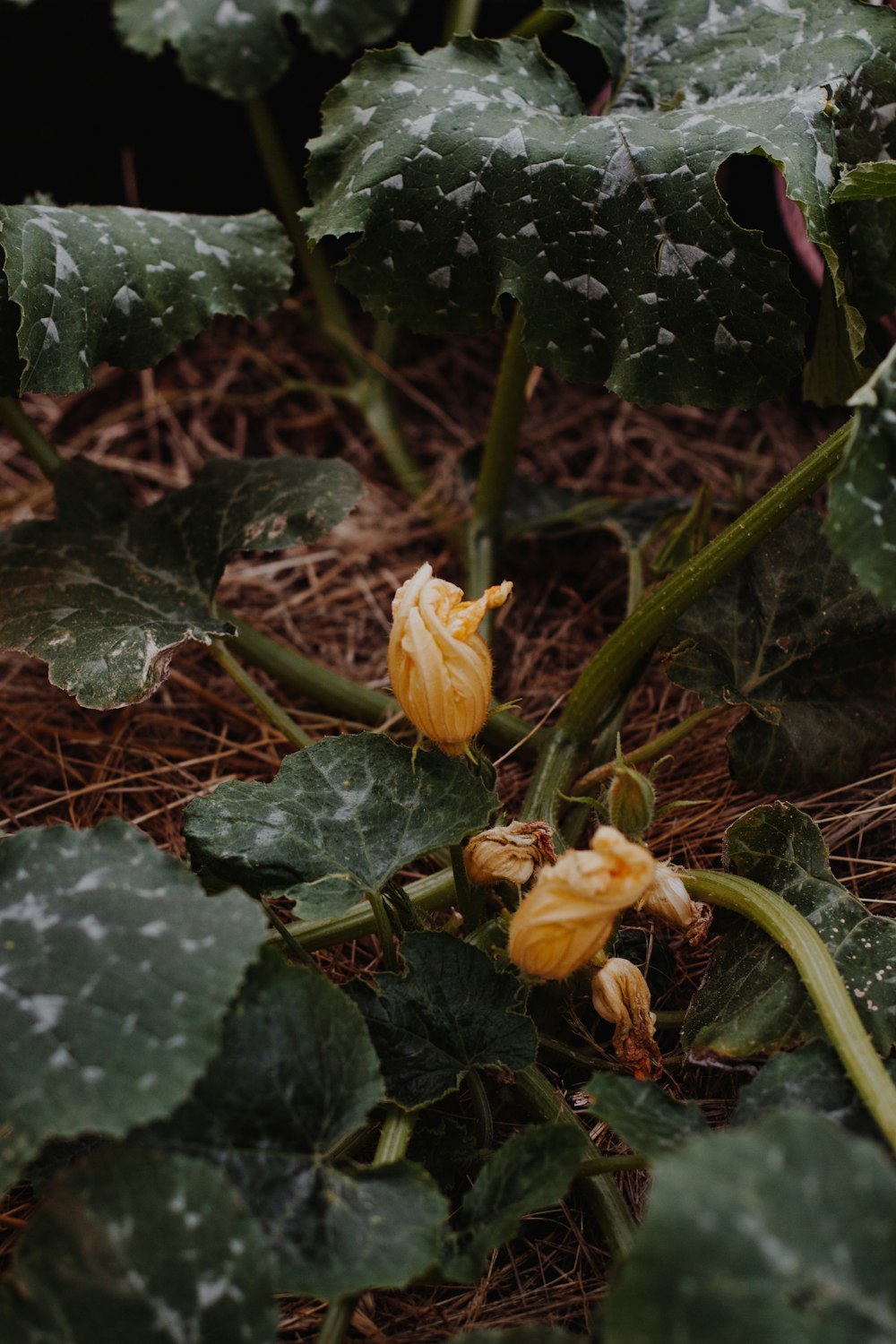 yellow flower with green leaves