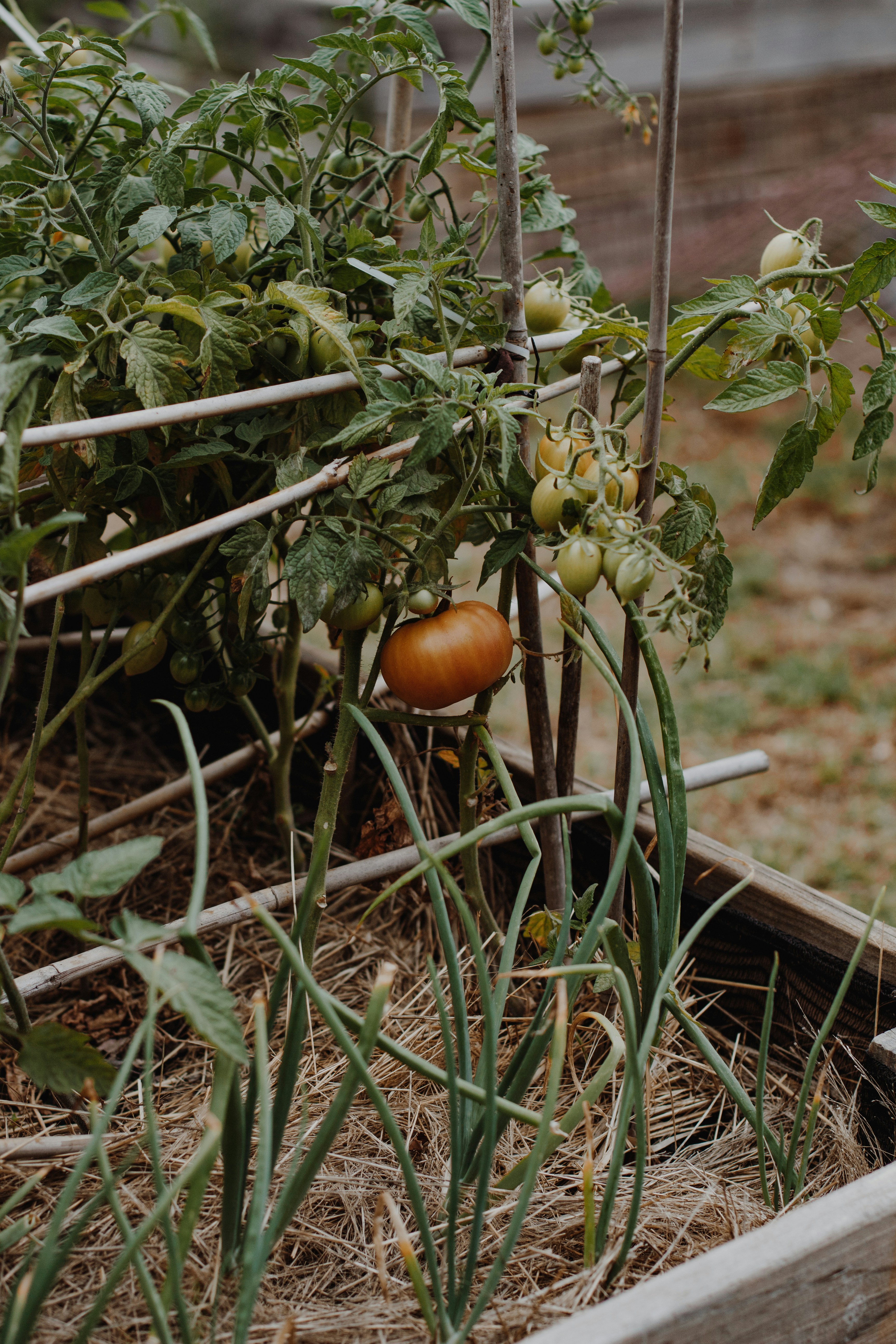 Beginner vegetable gardening tips: A diverse vegetable garden with tomatoes, lettuce, radishes, and green beans growing in raised beds