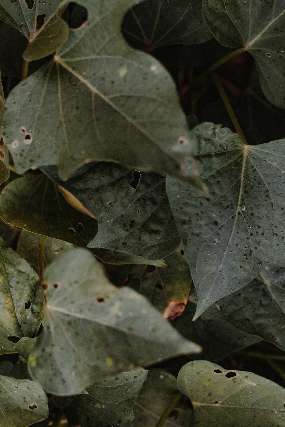 green and brown leaves on ground