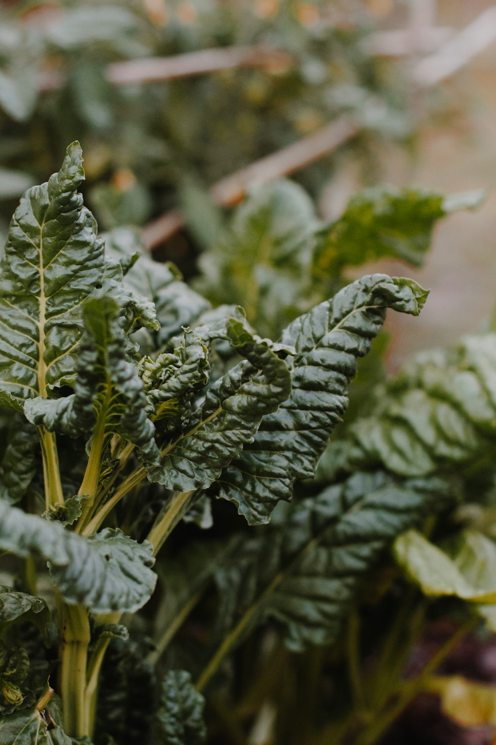 green plant in close up photography