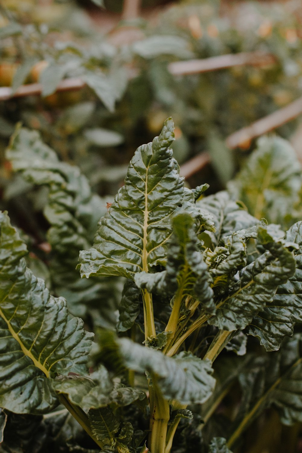 green plant with water droplets