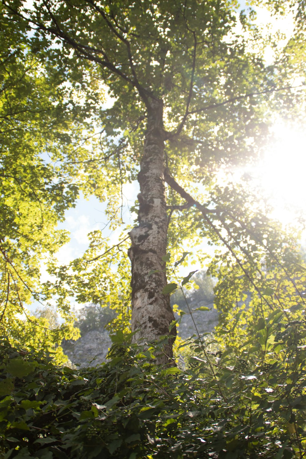 green trees with white flowers during daytime