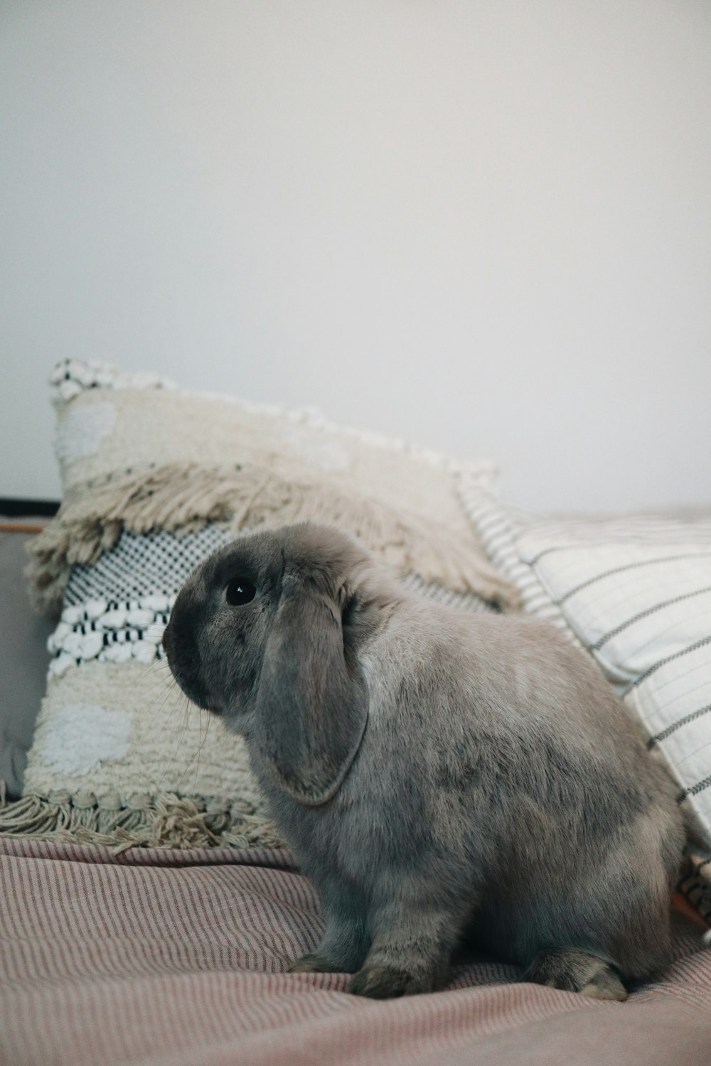 gray and white cat on white and brown textile