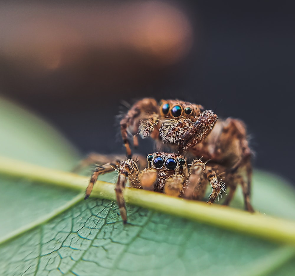 brown and black jumping spider on green leaf