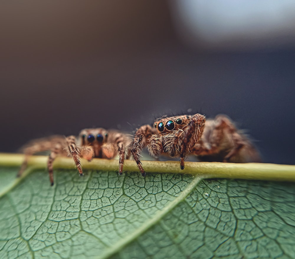 araña saltarina marrón y negra en hoja verde en fotografía de primer plano durante el día