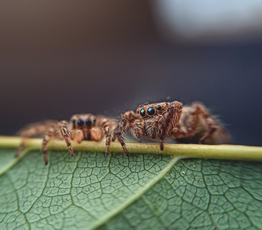 brown and black jumping spider on green leaf in close up photography during daytime