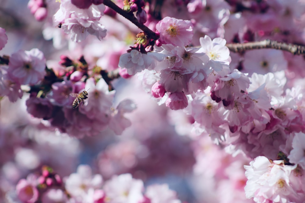 pink cherry blossom in close up photography