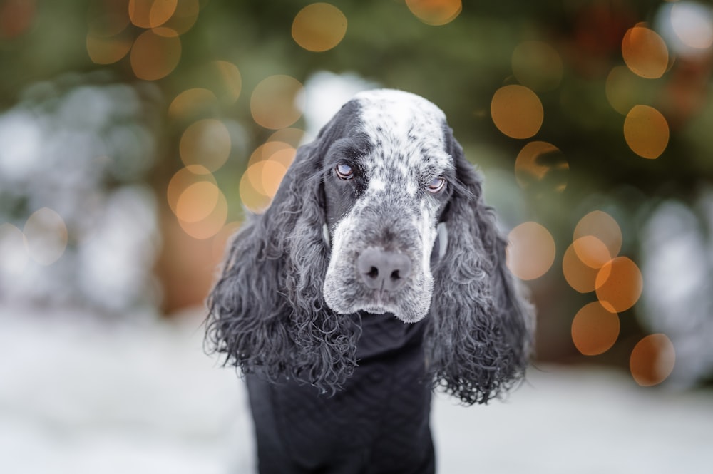 cane a pelo corto in bianco e nero