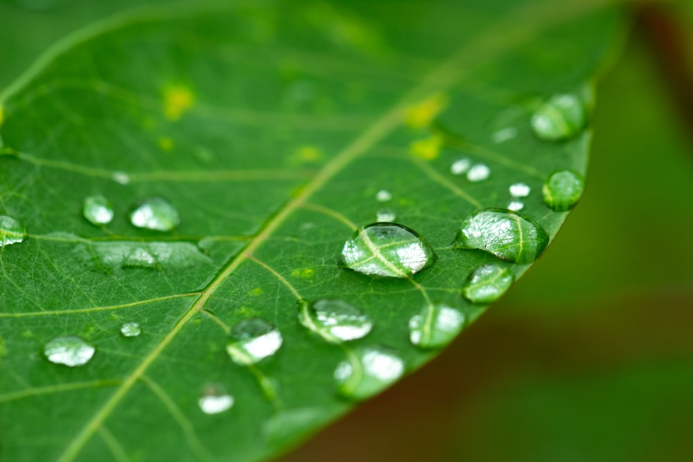 water droplets on green leaf