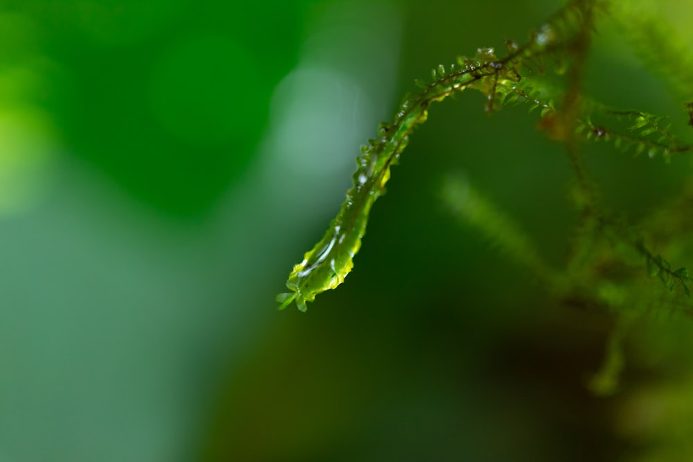 water droplets on green leaf