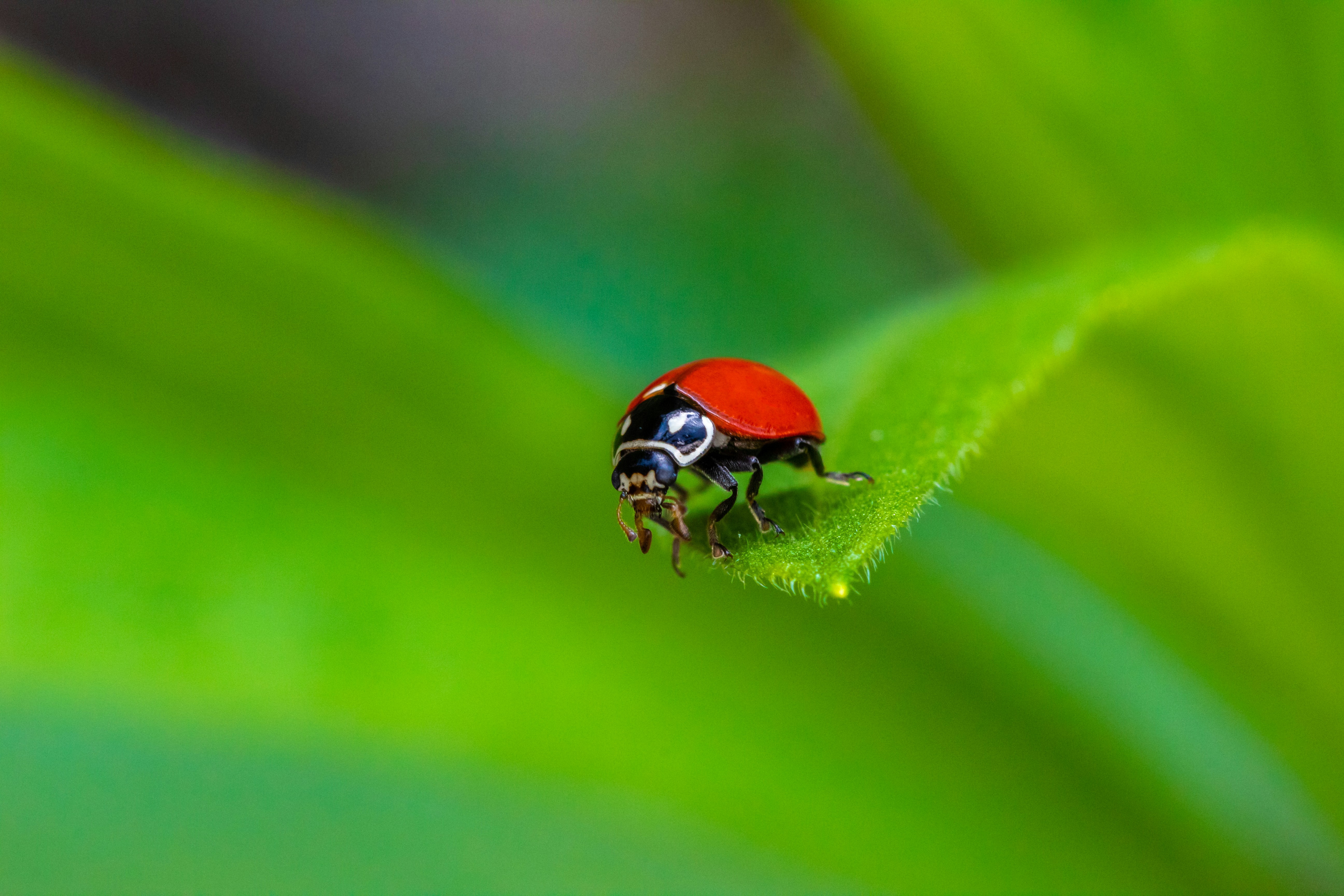 Ladybug on a green leaf