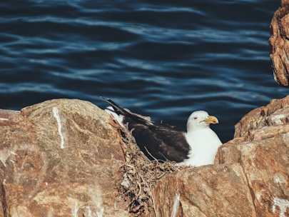 white bird on brown rock