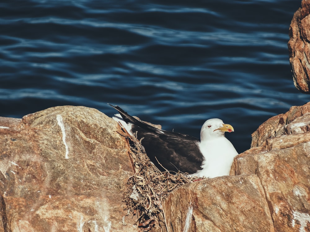 oiseau blanc sur roche brune