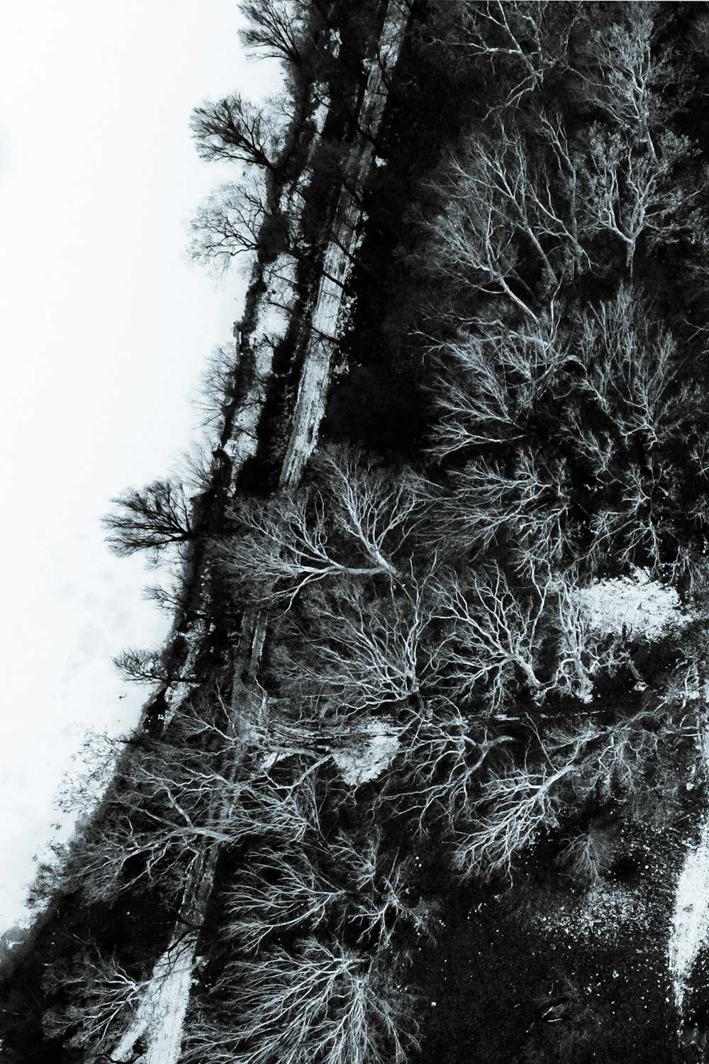 a black and white photo of trees in the snow