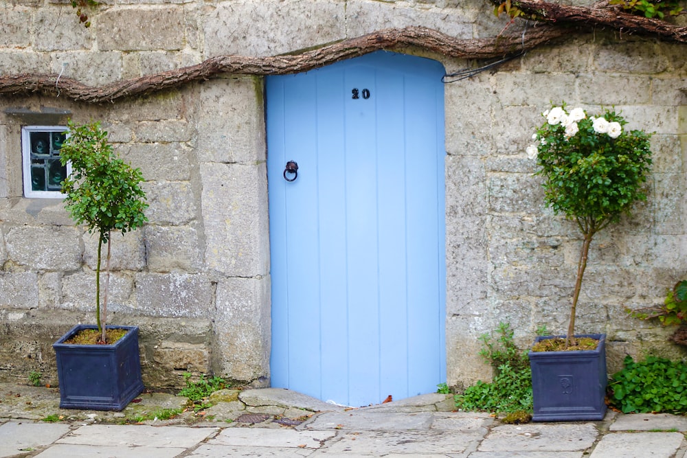 blue wooden door beside green plant