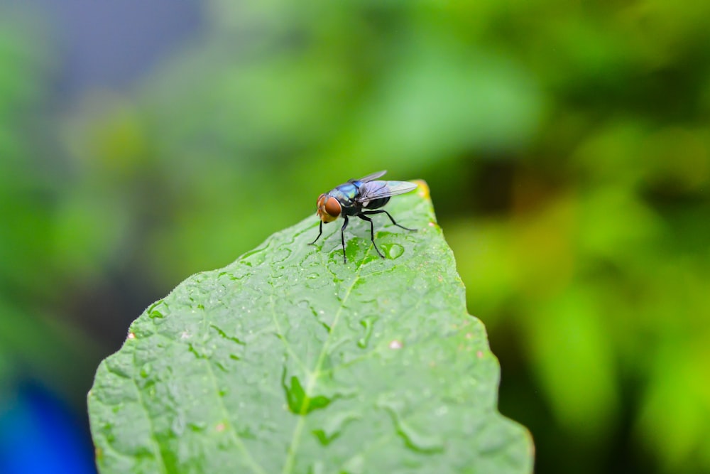 black and white fly perched on green leaf in close up photography during daytime