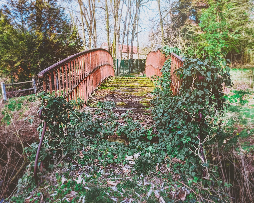 brown wooden bridge surrounded by trees during daytime