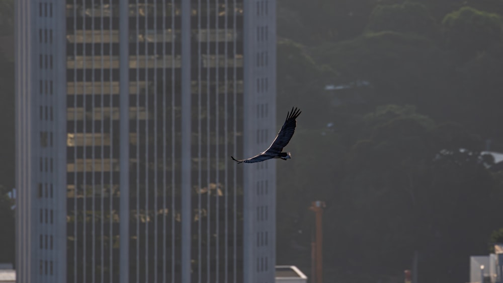 black bird flying over city buildings during daytime