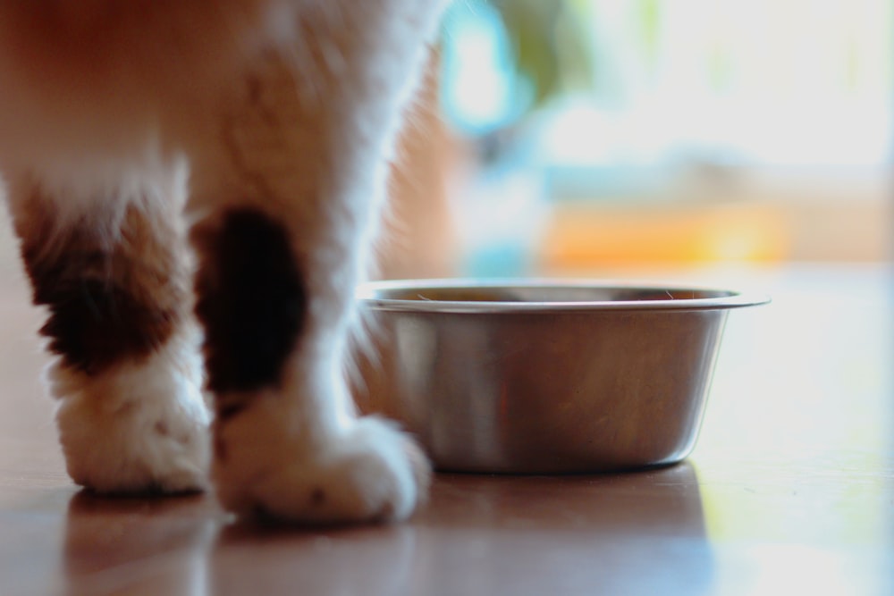 white and brown cat on brown wooden table