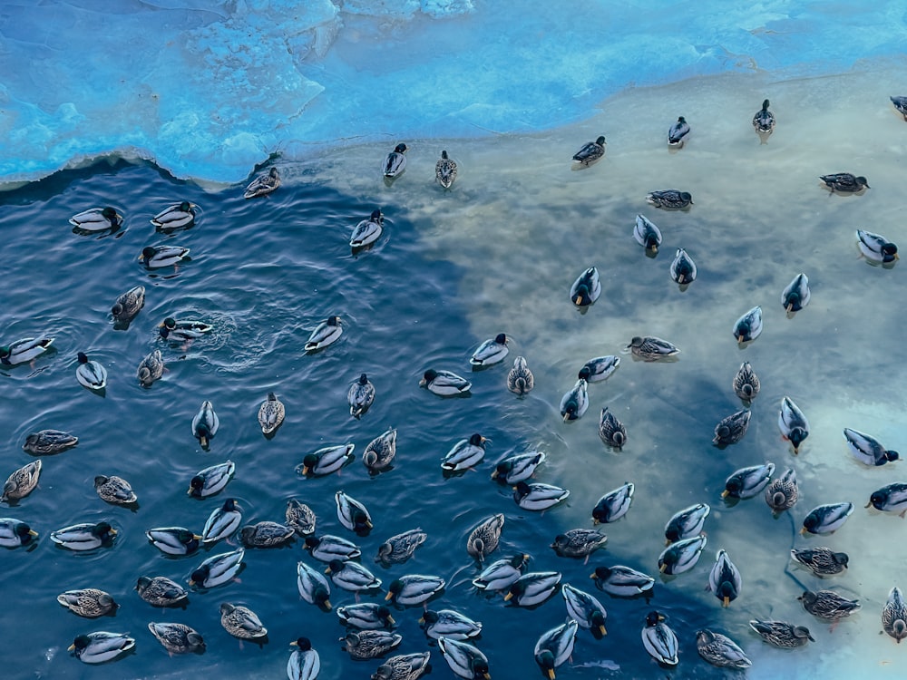 white and black birds on body of water during daytime